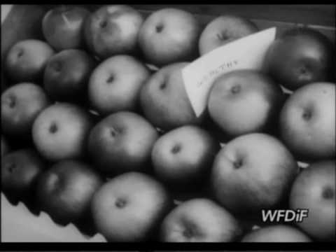 LUBAWSKIE WITAMINY 1977r.m2p