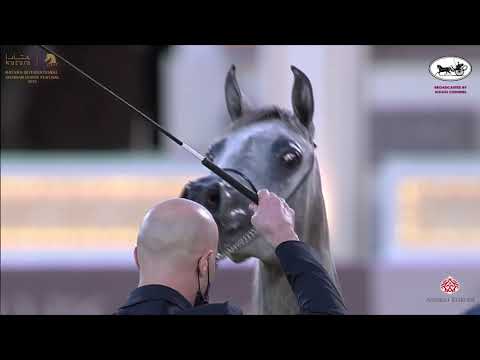 N 22 JAZI ALASHWA   Katara International Arabian Horse Festival   Fillies 2 Years Old Class 2A