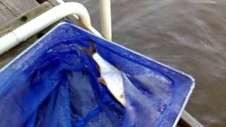 preview picture of video 'fishing to monster-roach/ kalastamassa isoa särkeä'