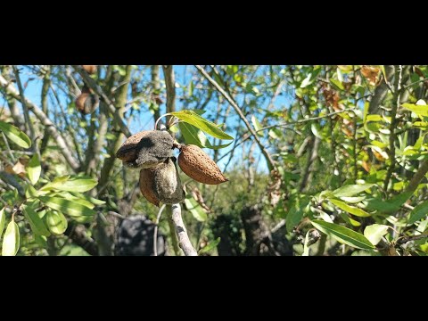 VISITE D'UN VERGER D'AMANDIERS EN DROME PROVENÇALE