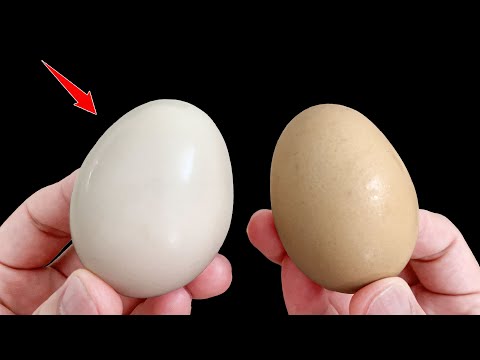How to Pick SAFE, FRESH Eggs Using This HACK — Chef’s Secret Revealed!