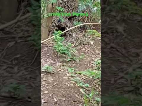 lugar arrumado pra passar a #pescaria #pesca #naturezasurpreendente