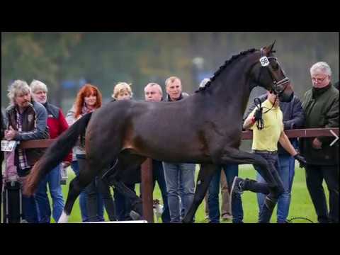 Escamillo (Escolar X Rohdiamant X De Niro) in Verden