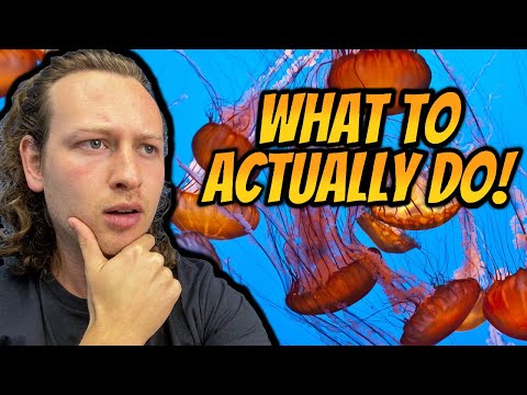 Does Peeing on a Jellyfish Sting WORK? | All the Facts & Treatment