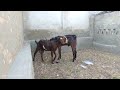 Goat S Mating Vip