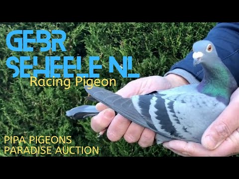 Gebr Seheele | Brilliant Racing Pigeon Bloodline | Pipa Pigeons Paradise Auction | Racer Kabutar