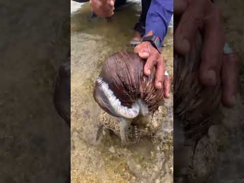 You Won’t Believe What’s Hiding Inside This Coconut! 🥥🐙