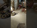 Montikan Na Matoklaw Ng Ahas Animals Animalattack Giansnake Greenscreeneffects