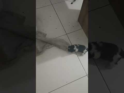 Máquina mortífera!!!🙀🙀