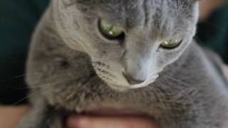 Luna decided she wanted to be filmed shes the furriest member of our family a beautiful russian blue who always likes to be in on the action.