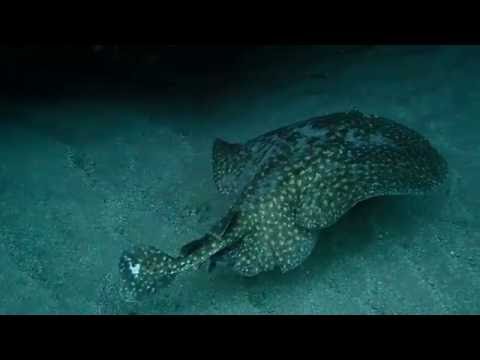 Torpedo marmorata