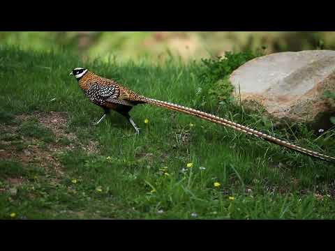 Reeves's Pheasant — Syrmaticus reevesii