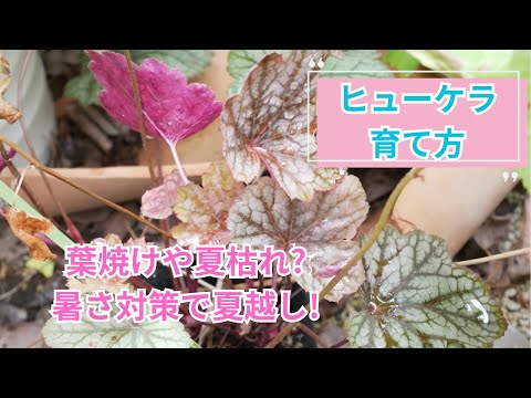 plante vivace couvre-sol –Mukdenia rossii -feuilles-palmées-vertes-fleurs-délicates-blanches