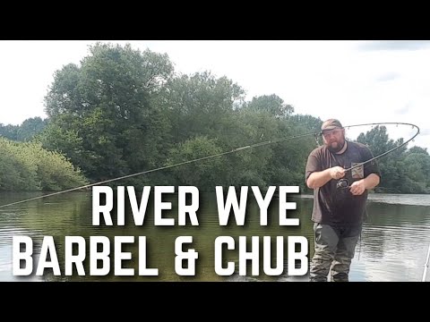 River Wye Barbel And Chub Fishing