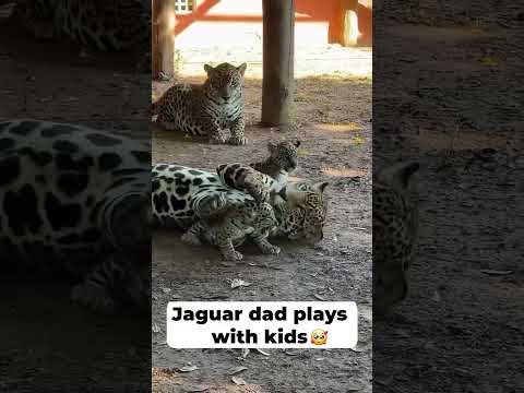 Jaguar The Large Cat Species