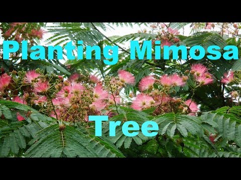 Planting Mimosa Tree Seeds Again!