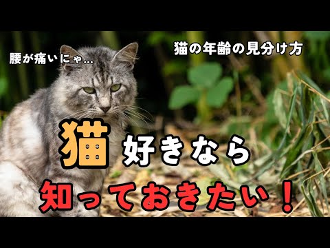 猫の年齢の見分け方