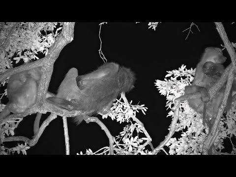 Funny Baboon Sleeping Positions