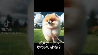 #ポメラニアン