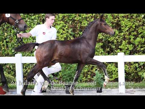 21 Milano van de Baanse (Glock’s Toto jr. x Riant), hengst/colt