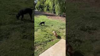 Video preview image #1 Mutt Puppy For Sale in Corona, CA, USA