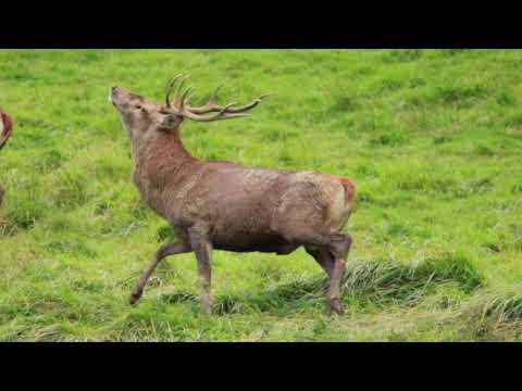 Brame du cerf en Pays d'Aspet N°3. 26.09.2017.