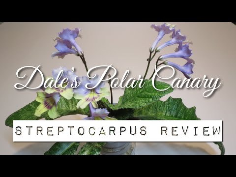 Dale's Polar Canary - Streptocarpus Review