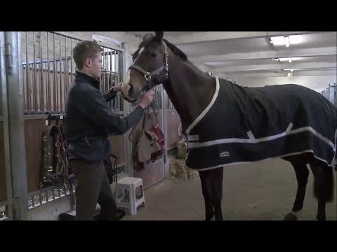 Die Ausrüstung der Pferde - Vom Halfter bis zum Sattel