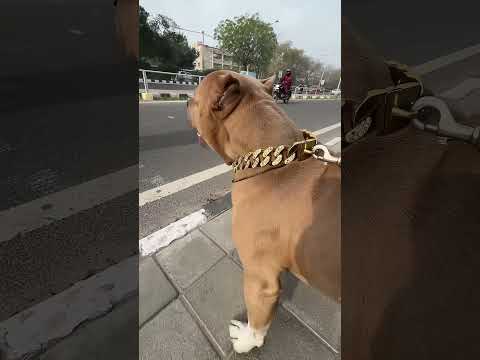 PIT BULL VS ROTTWEILER