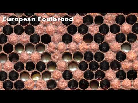The Appearance of European Foulbrood