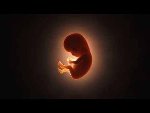 In the Womb of your Mother -  Mufti Menk