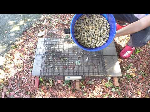 SQR Squirrelinator Trap: Ultimate Squirrel Control?
