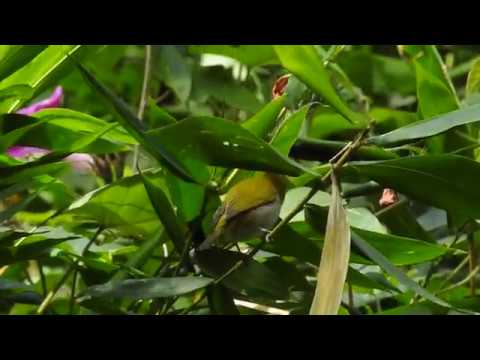 DSCN0551 Oriental white eye