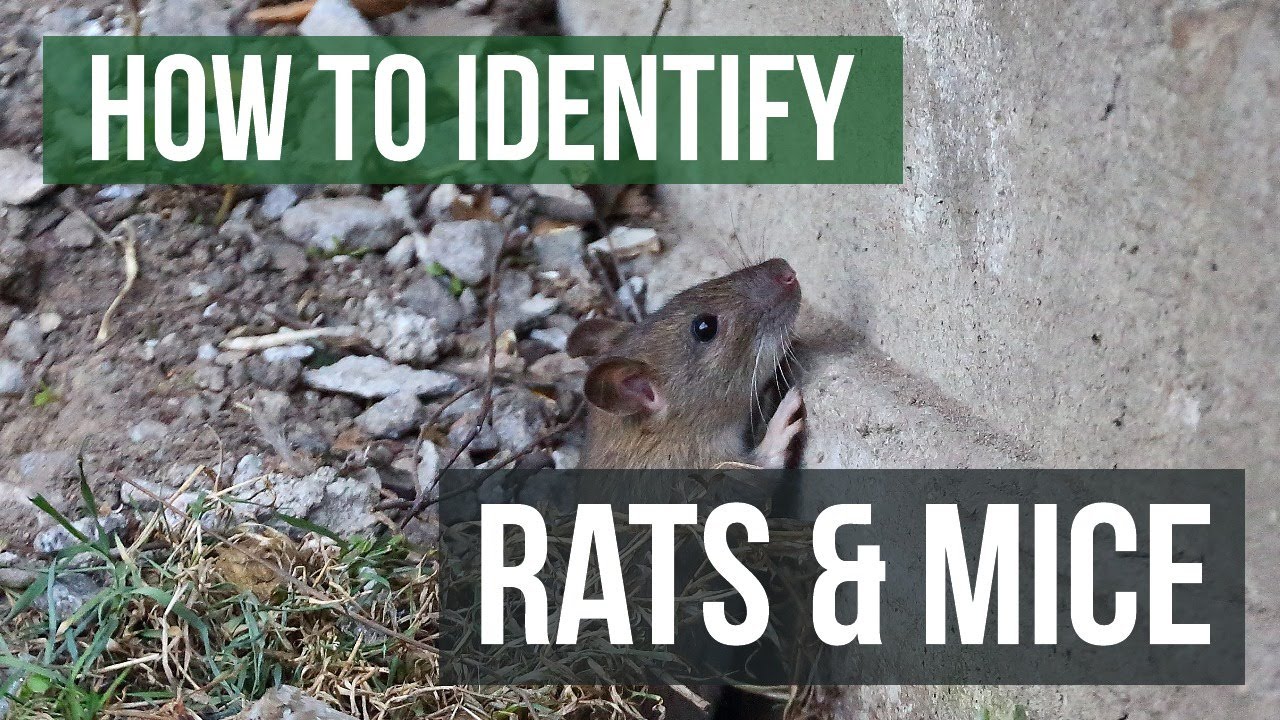 What is the difference between a rat and a muskrat? More REF