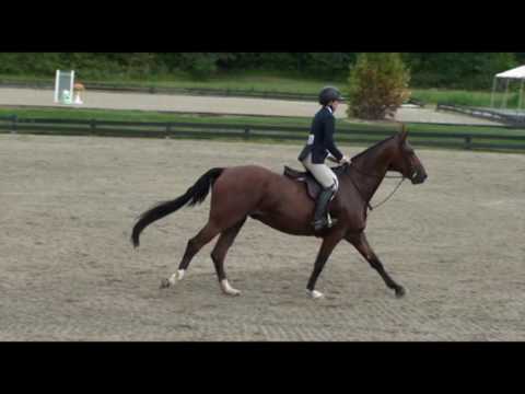 Marvin at HITS in the Baby Green Hunters (2'6") Video