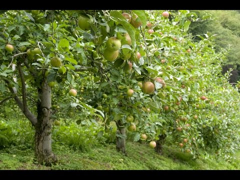 How to Grow Apple Trees - Complete Growing Guide