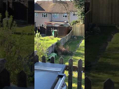 Foxes jumping over garden fence