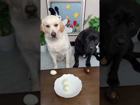 😤🥚😂Just because I'm black, I have to eat black eggs? Seriously?!  #funnypets#FunnyMoments