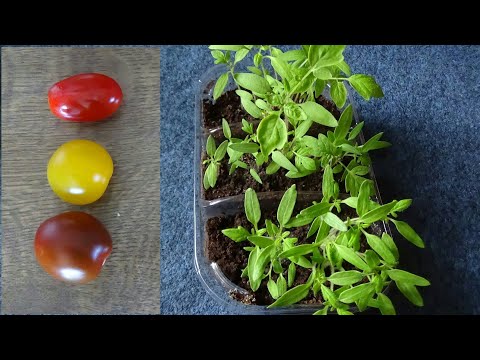 , title : 'Cách ươm hạt cà chua bi đơn giản và thành công nhất, how to grow tomato from tomato fruit'