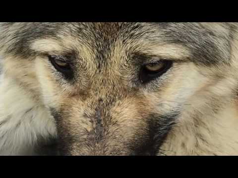 Le loup et l'agneau #Fables "en-chantées" #jeandelafontaine #fableenchanson