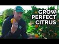 How to Plant, Grow, & Care for Citrus Trees (COMPLETE GUIDE) - Epic Gardening How to Plant, Grow, & Care for Citrus Trees (COMPLETE GUIDE)