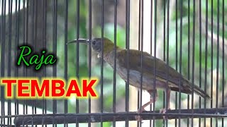 Download lagu Besetan KASAR Burung PIJANTUNG GUNUNG mp3 Download lagu Besetan KASAR Burung PIJANTUNG GUNUNG mp3