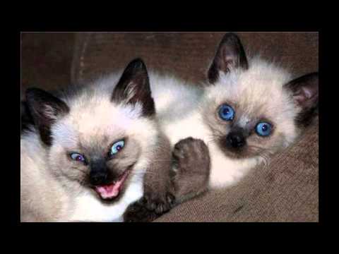 A-Lex & Reggi - Żadnych pytań