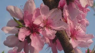 Shine Your Light  / Charlie Landsborough