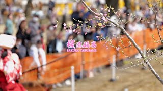 (2025)SAKURA YABUSAME : Japan's Female Samurai Horseback Archery Festival「第22回桜流鏑馬」