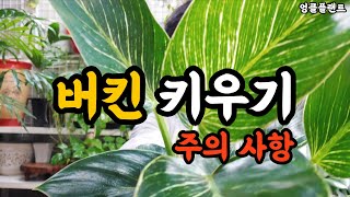 버킨 키우기 주의 사항~^^ #엉클플랜트 #식물키우기 #공기정화식물
