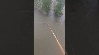 Download lagu Ok !! kita Mancing Sambil Hujan-Hujanan mp3