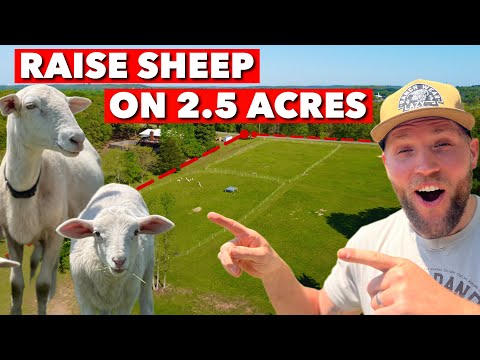HOW TO RAISE SHEEP FOR BEGINNERS ON 2.5 ACRES OR LESS