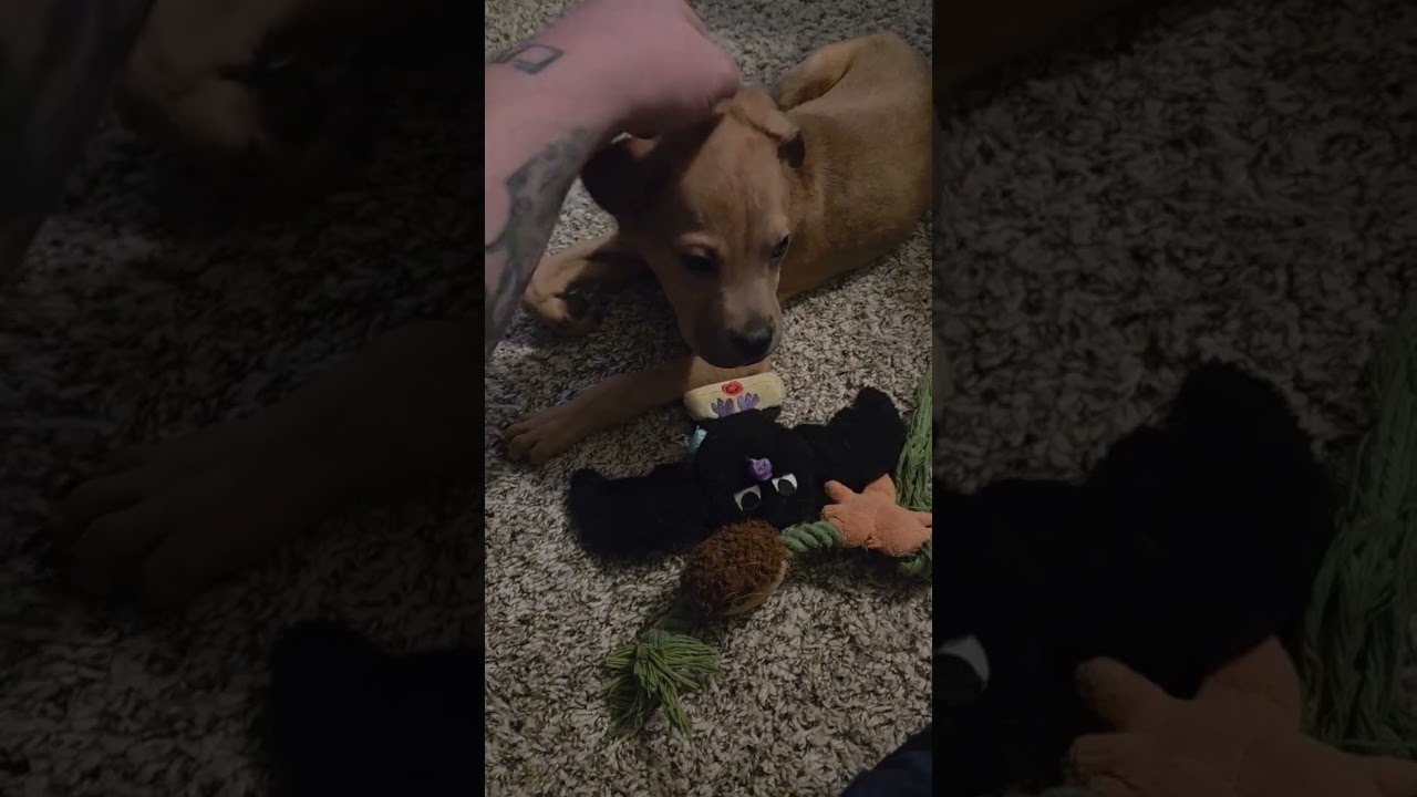 Enlarge Pepe, a ADOPTABLE mixed breed in Fort Collins, CO video 4/4