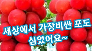 세상에서 가장 비싼포도 루비로망 심는날~주말농장,솔림농원 텃밭 귀농귀촌 전원일기